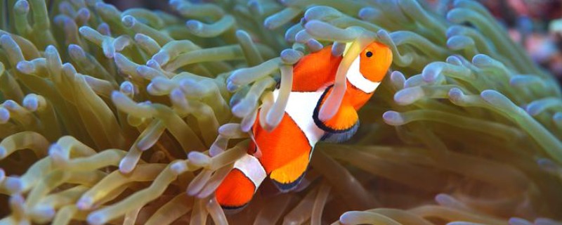 小丑鱼能和蓝魔混养吗，二者可以混养