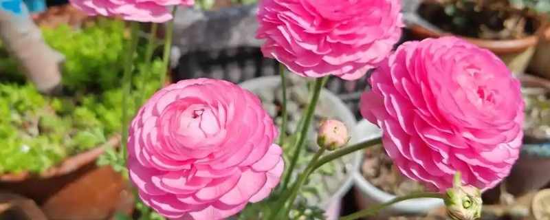 洋牡丹的花语，寓意富贵吉祥、受欢迎等