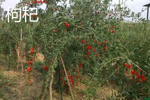 碱地适合种什么，适合种枸杞、滨柃等