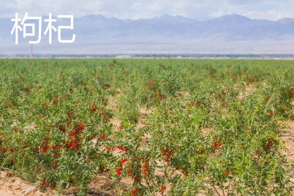 碱地适合种什么，适合种枸杞、滨柃等