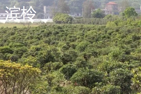 碱地适合种什么，适合种枸杞、滨柃等