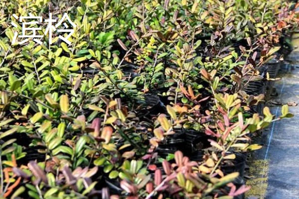 碱地适合种什么，适合种枸杞、滨柃等