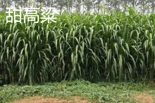 碱地适合种什么，适合种枸杞、滨柃等