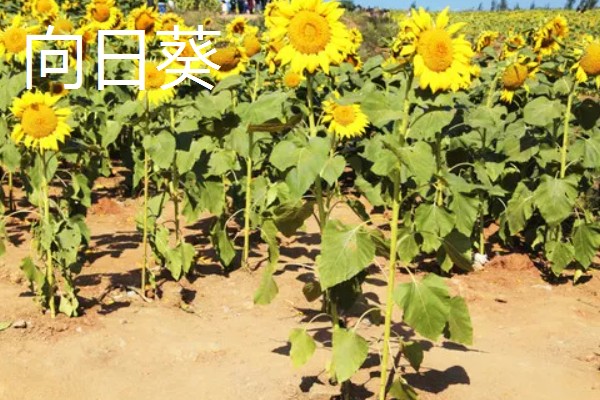 碱地适合种什么，适合种枸杞、滨柃等