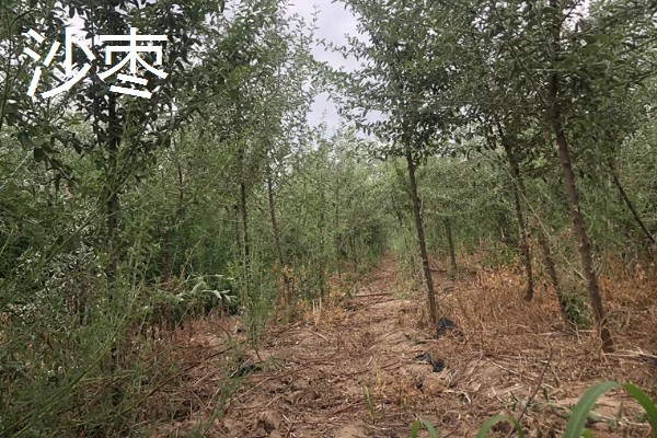 碱地适合种什么，适合种枸杞、滨柃等