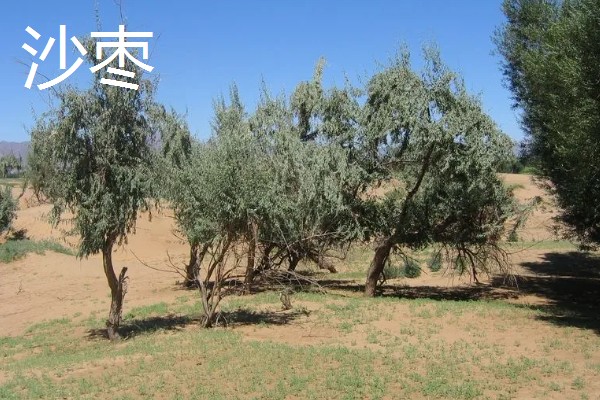 碱地适合种什么，适合种枸杞、滨柃等