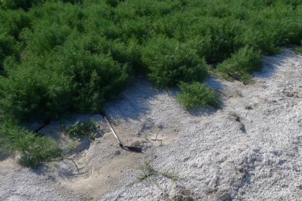 碱地适合种什么，适合种枸杞、滨柃等