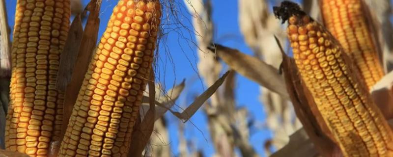 野黑珍珠玉米种子特点，喇叭口期注意防治玉米虫害