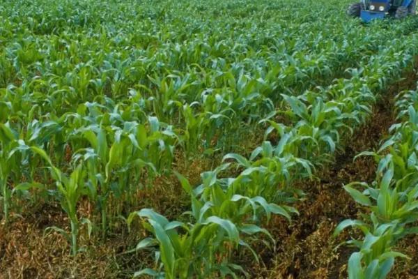 FH166玉米种子特点，适宜播种期6月上中旬