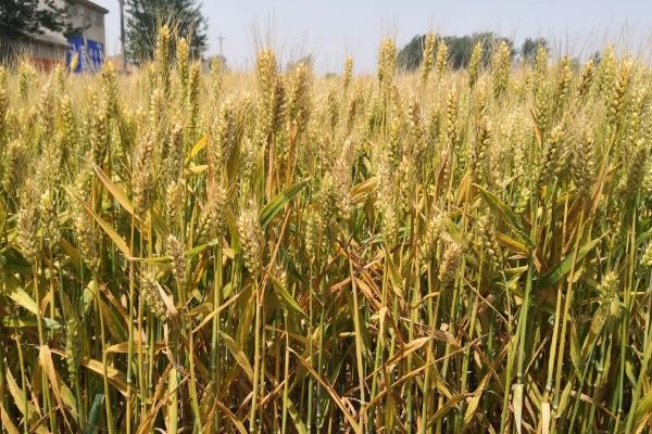 豫农907小麦种子介绍,比对照品种周麦36号熟期稍晚