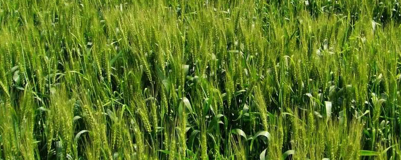 豫农907小麦种子介绍，比对照品种周麦36号熟期稍晚