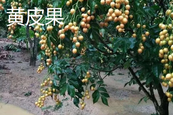黄皮果与鼻涕枣有什么区别，种属、果实、分布均不同