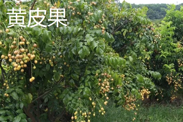 黄皮果与鼻涕枣有什么区别，种属、果实、分布均不同