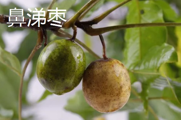 黄皮果与鼻涕枣有什么区别，种属、果实、分布均不同