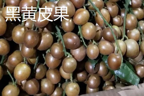 黄皮果与鼻涕枣有什么区别，种属、果实、分布均不同