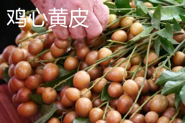 黄皮果与鼻涕枣有什么区别，种属、果实、分布均不同