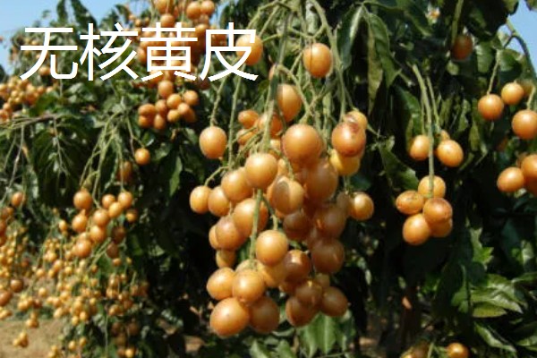 黄皮果与鼻涕枣有什么区别，种属、果实、分布均不同