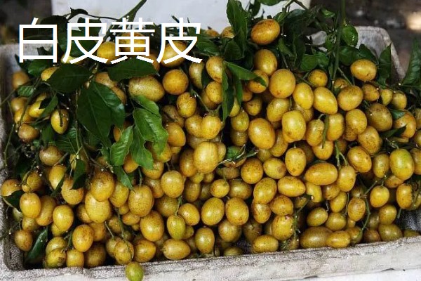黄皮果与鼻涕枣有什么区别，种属、果实、分布均不同