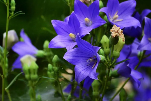 桔梗花的花语是什么，寓意永恒的爱、无望的爱等