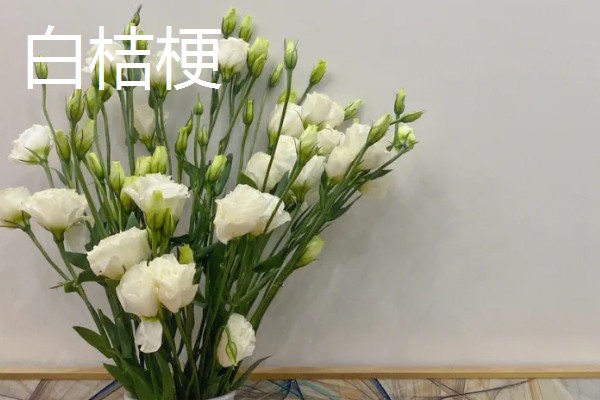 桔梗花的花语是什么，寓意永恒的爱、无望的爱等
