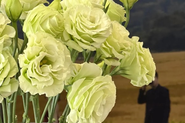 桔梗花的花语是什么，寓意永恒的爱、无望的爱等