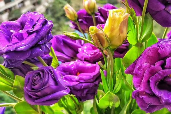 桔梗花的花语是什么，寓意永恒的爱、无望的爱等