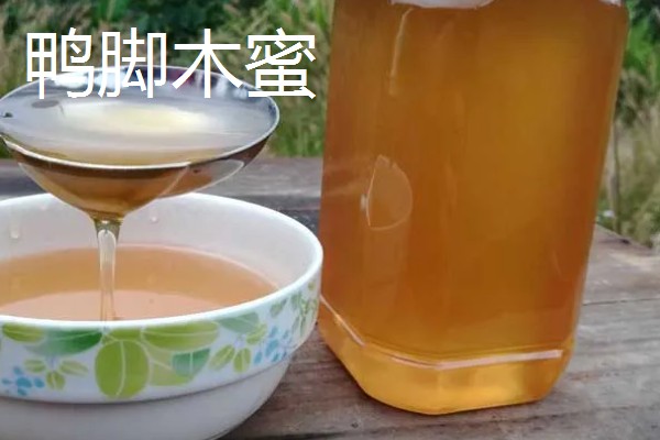 鸭脚木蜜和百花蜜对比，前者的色泽和口感更好