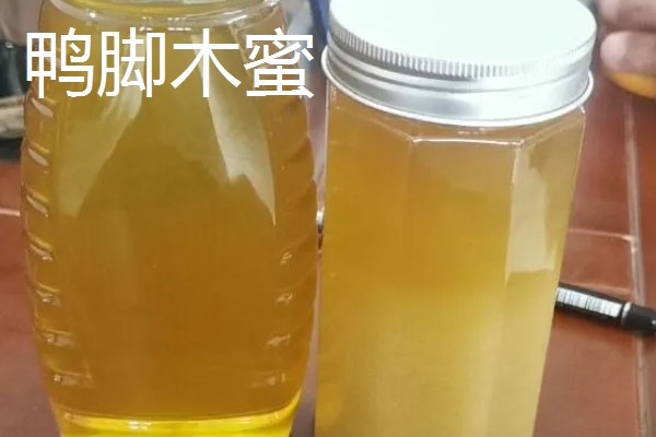 鸭脚木蜜和百花蜜对比，前者的色泽和口感更好
