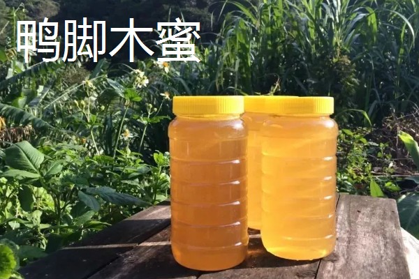 鸭脚木蜜和百花蜜对比，前者的色泽和口感更好