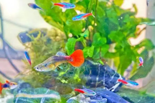 孔雀鱼能和鲫鱼一起养吗，二者可以混养