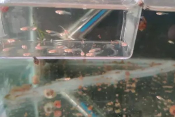 孔雀鱼能和鲫鱼一起养吗，二者可以混养