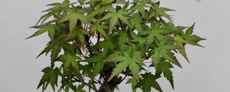 鸡爪槭的浇水方法，春秋两季每隔2-3天浇一次水