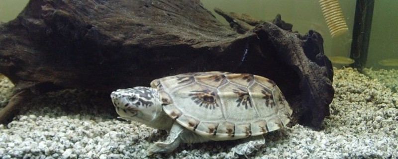 三弦巨型鹰嘴泥龟的寿命，一般会在30-40年之间