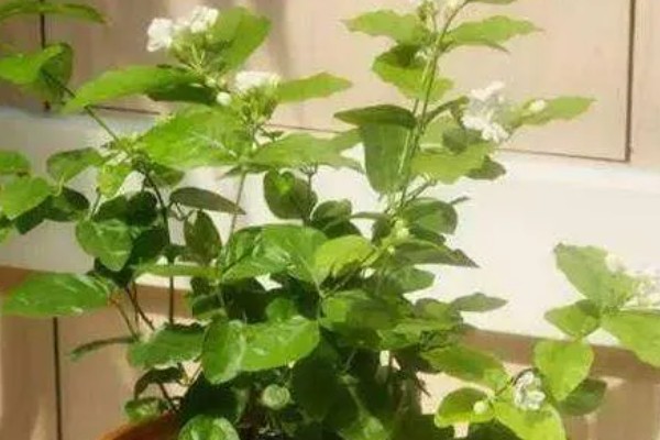 养殖茉莉的方式，浇水一定要浇透