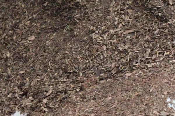 怎么用菌草种蘑菇,菌草首先要进行晾晒