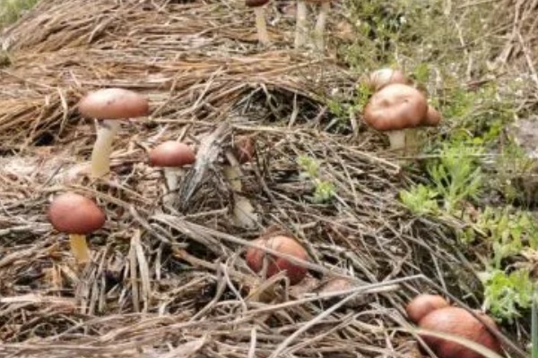 怎么用菌草种蘑菇,菌草首先要进行晾晒