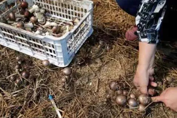 怎么用菌草种蘑菇,菌草首先要进行晾晒