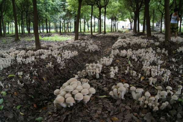 怎么用菌草种蘑菇,菌草首先要进行晾晒