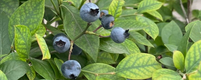 什么时候栽种蓝莓苗，3-4月份气候凉爽适合种植