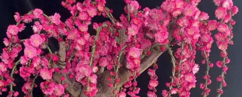 梅花盆景如何养殖，放置在采光较好的地方养护