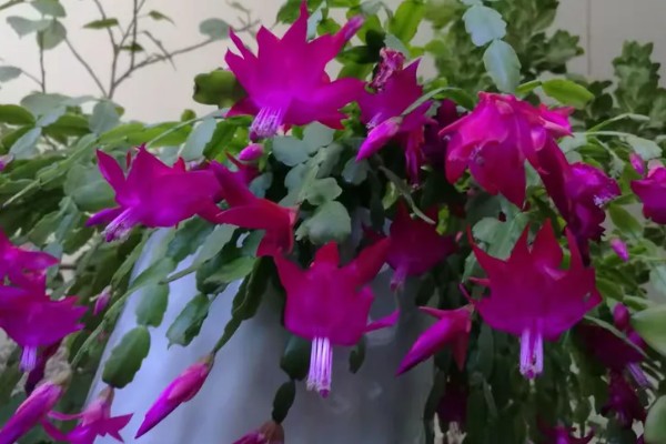 蟹爪兰开花时的注意事项,此时要将其搬到室内