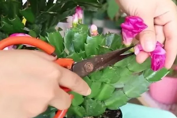 蟹爪兰开花时的注意事项,此时要将其搬到室内