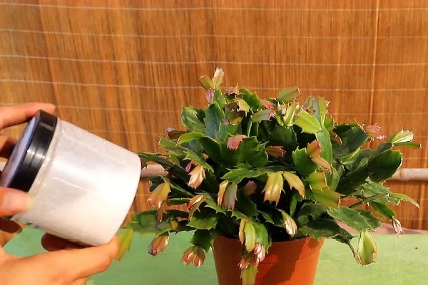 蟹爪兰开花时的注意事项,此时要将其搬到室内