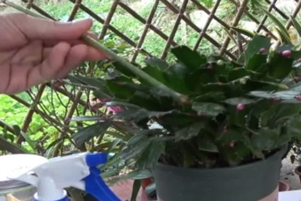 蟹爪兰开花时的注意事项,此时要将其搬到室内