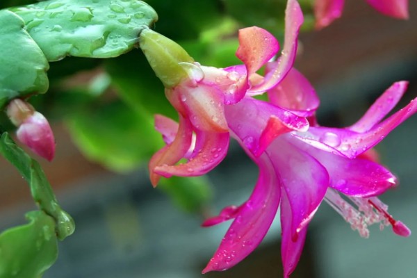 蟹爪兰开花时的注意事项,此时要将其搬到室内