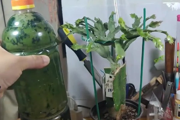 蟹爪兰开花时的注意事项,此时要将其搬到室内