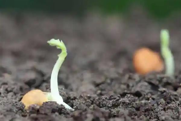 鹰嘴豆的育苗要点，根据品种决定栽培密度