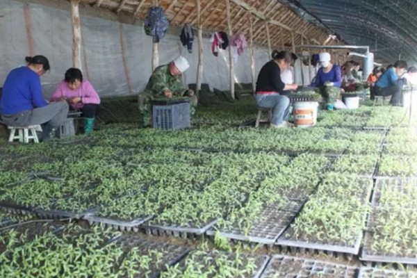 西红柿什么时候育苗，因地区、茬次等条件而异