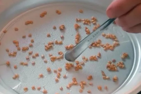 西红柿什么时候育苗，因地区、茬次等条件而异