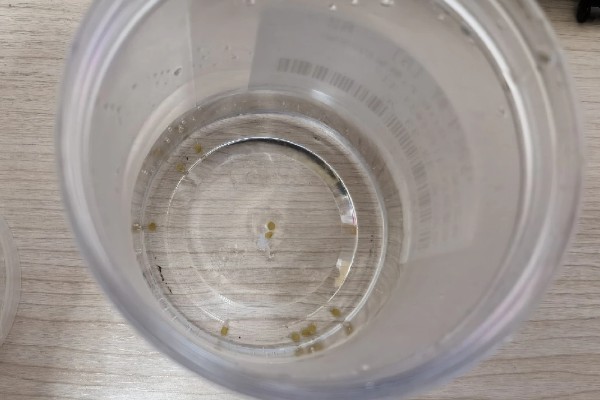 西红柿什么时候育苗，因地区、茬次等条件而异